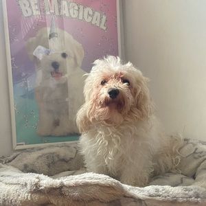 Meet your Posher, Dara